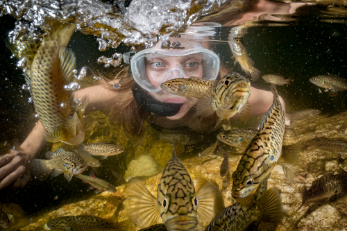 woman in a mask underwater with various fishes.