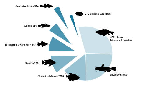 species in that order.  A quarter of the piee is Carps, minnows and loaches, and another quarter is  Catfishes, with the other six orders make up the remaining half of the pie.