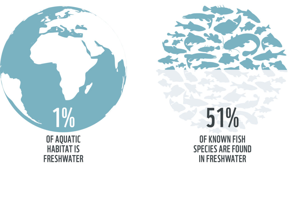 Infographic. On the left is a globe with the caption: 1% of Aquatic Habitats is Freshwater. On the right is a circle filled with fish silhouettes,  the upper half of the circle being bolded and the lower half greyed out, with the caption 51% of Known Fish Species are found in Freshwater.