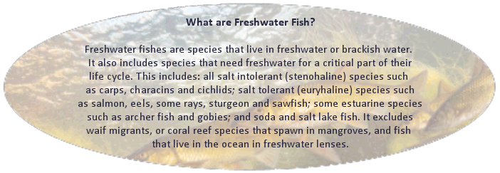What are Freshwater Fish?
Freshwater fishes are species that live in freshwater or brackish water. 
It also includes species that need freshwater for a critical part of their
life cycle. This includes: all salt intolerant (stenohaline) species such 
as carps, characins and cichlids; salt tolerant (euryhaline) species such
as salmon, eels, some rays, sturgeon and sawfish; some estuarine species
such as archer fish and gobies; and soda and salt lake fish. It excludes
waif migrants, or coral reef species that spawn in mangroves, and fish 
that live in the ocean in freshwater lenses.