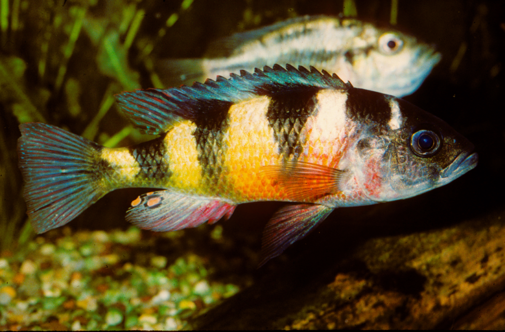 Two fish, both facing right. The body is yellow, with black vertical stripes, and reddish colouring toward the head. The anal fin has orange spots on the following edge. The blue-green serrted dorsal fin extends almost to the tail. The tail is fan-shaped.