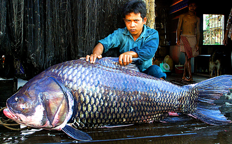 Young man in a hut, with an enormous fish on the mat in front of him, possible longer than himself. He is holding it on its ventral surface by its stout dorsal fin. It is a robust, heavy-bodied fish, with a head that is rather large for the body, with no barbels, but thick, blubbery lips and silver and black scales about the size of a human palm.