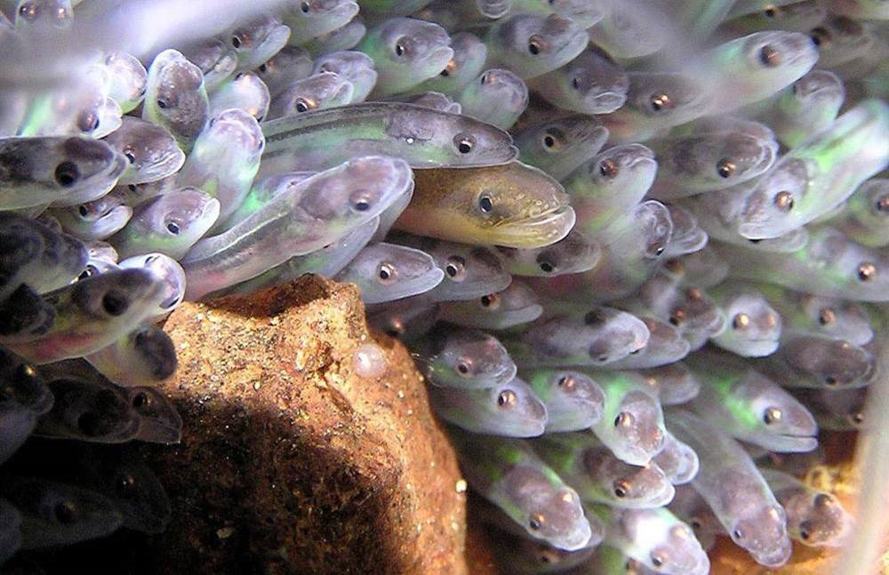 Very young silvery eels (elvers) in a cluster behind a rock, mostly facing right. In the middle is a larger, golden individual, also facing right.