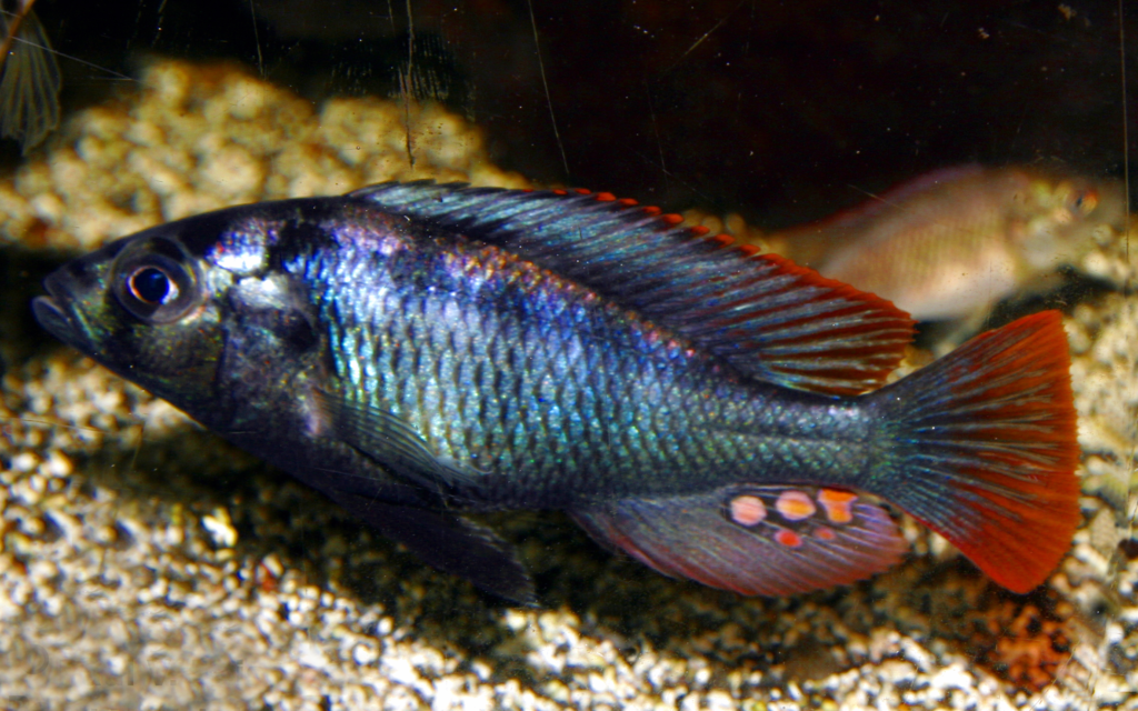 Small, brightly coloured fish, with a green and blue body, and red edges to its fins, dorsal fin, which runs almost the tail, and fan-shaped tail. On the large anal fin, there are orange spots.