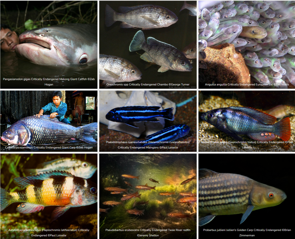 Montage of nine critically endangered fish species