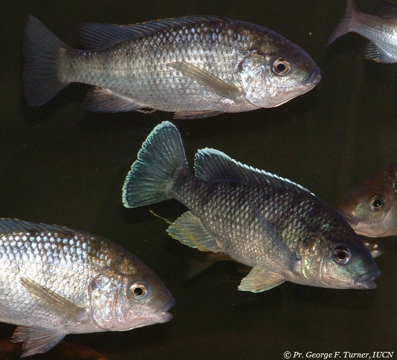 Five fish swimming against a dark background. They are roughly ovoid, with a long dorsal fin running almost to the tail. They are silver with black striping. The tail is fan shaped.