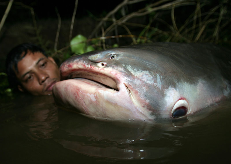 Head of very large catfish emerging from water, with vegetation behind, and with a human in the water, with his head next to the gigantic mouth of the fish. Image is shot at night.