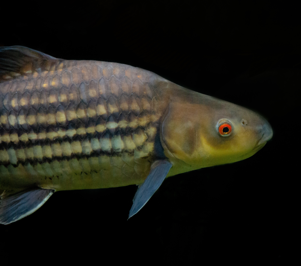 A yellow-green bodied fish with five horizontal black lines along its side, and bright red eyes. The body is somewhat humped toward the head.