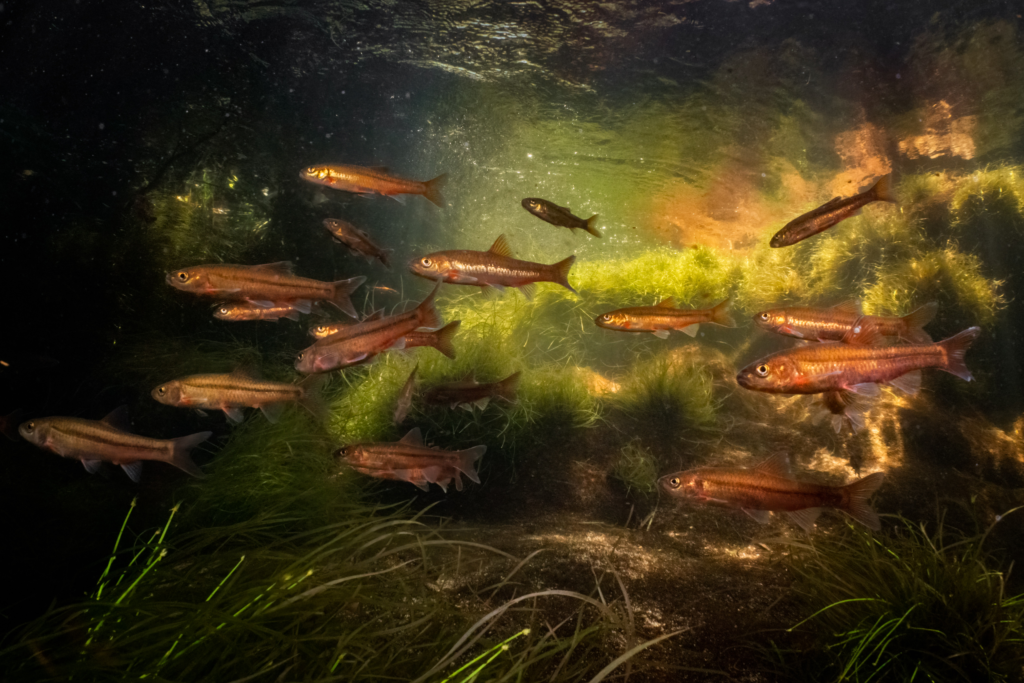 A shoal of small, slender-bodies orange fish with red finds, swimming leftward, in a habitat with abundant water plants.