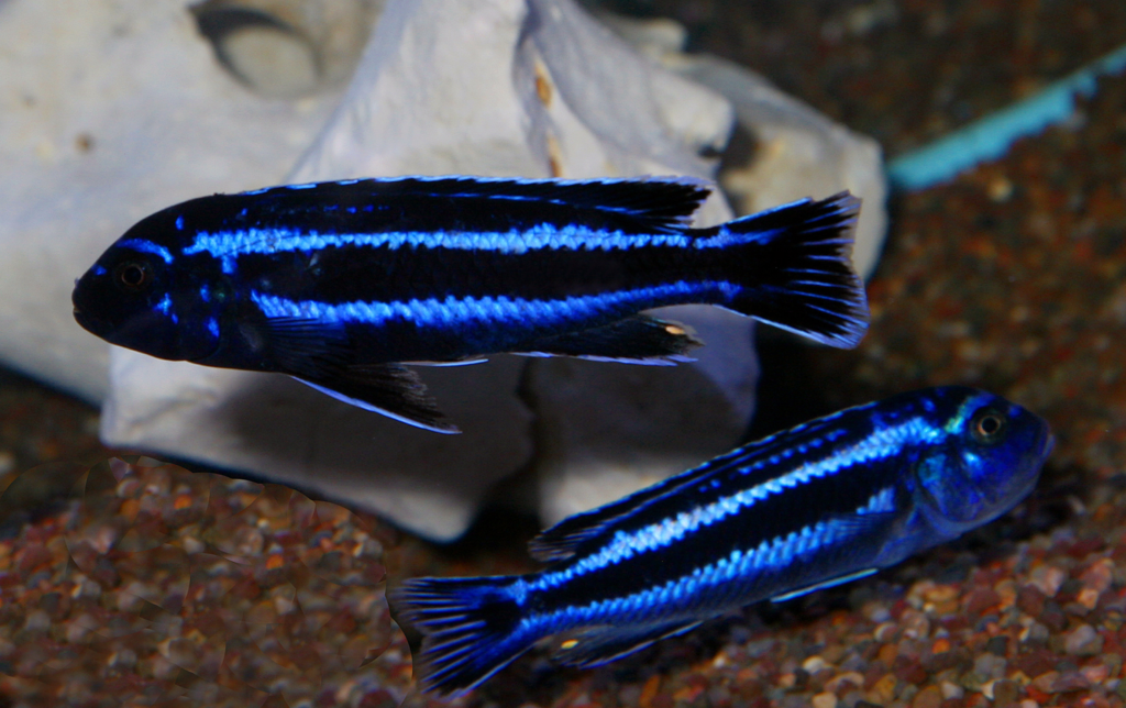 Two small, ovoid fish swimming above a gritty substrate, with a large white rock behind them. One is facing left, and the other right. Both have electric blue bodies with a thick horizontal black stripe along their sides.