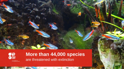 Shoal of tetra fish overlaid with banner with the IUCN/SSC Red LIst log and stating more than 44,000 species are threatened with extinction