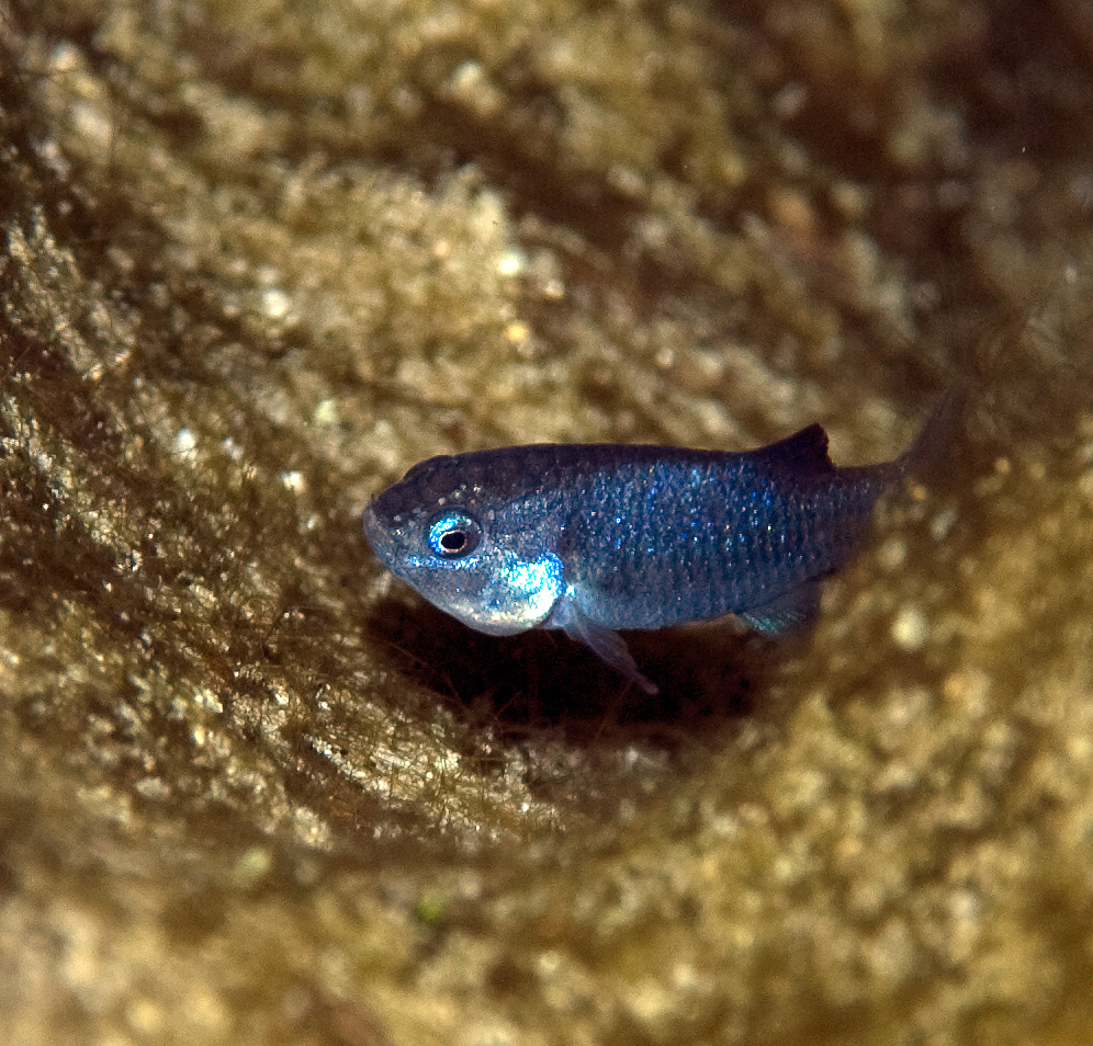  A bright blue fish that resembles a guppy is surrounded by algae. 