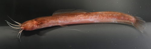 Small tubular brown fish with a narrow, blade-like dorsal fin, and a set of vibrissae at one end.