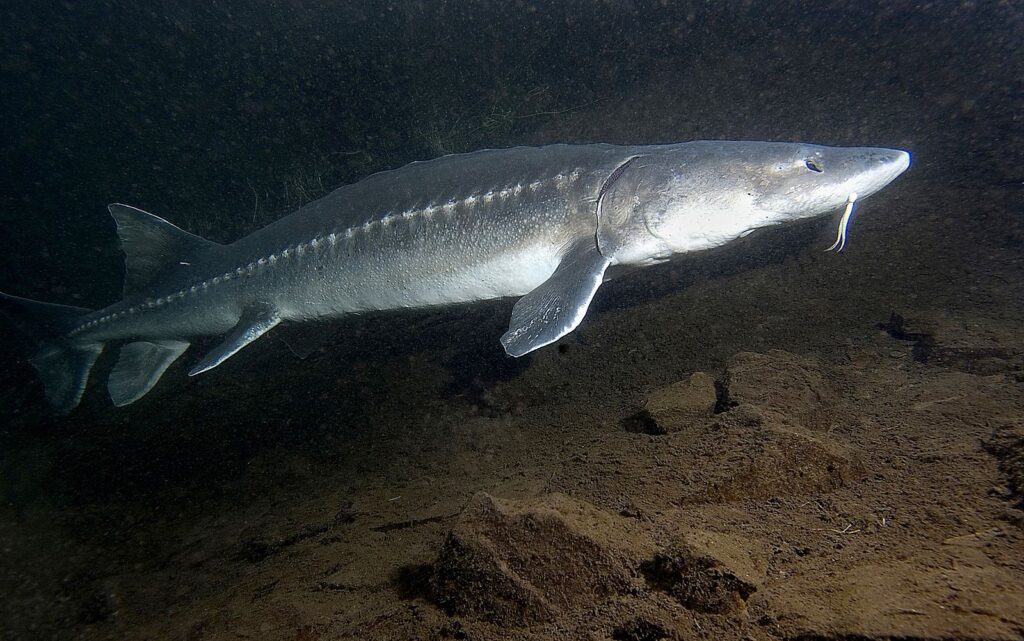 Long, silvery white fish swimming over a rock and silt substrate.  Instead of scales, it has five rows of bony plates reaching from its gills to its tail, strong pectoral fins, long snout, and barbels under its chin.