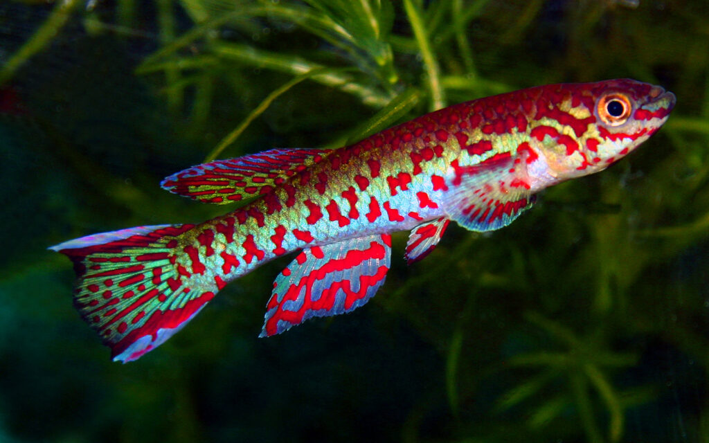 Brightly coloured irridescent blue/green fish with bright red irregular spots