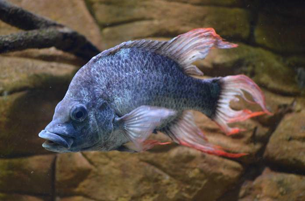 Blue, humpbacked male fish with prominent lips, a short, deep, laterally compressed body, and long white fins and tail, tipped with red. It is swimming in front of a rocky wall.