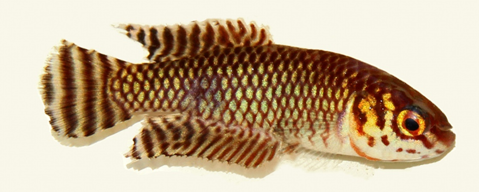 A small fish, light silvery blue, shading to brown on the back. Each lateral scale is outlined in brown, giving the impression of a network over the sides. The unpaired fins are a light brownish white, with several bold vertical chocolate brown bars. The dorsal and anal are pointed towards the rear; the caudal is rounded, but in very old specimens may develop tiny points at the top and bottom. The pectorals and ventrals are clear and almost colourless, slightly tinted brown or yellow. The mouth is small and slightly turned down; the eye is comparatively large.