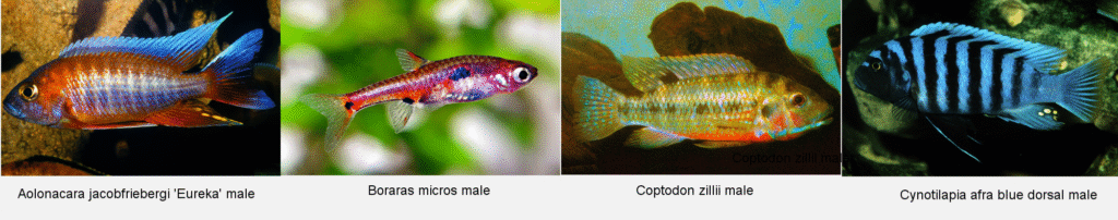 Four images of fish © Paul Loiselle: Aolonacara jacobfriebergi 'Eureka' male, Boraras micros male, Coptodon zillii male, and Cynotilapia afra blue dorsal male
