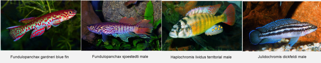 Four fishes © Paul Loiselle: Fundulopanchax gardneri blue fin, Fundulopanchax sjoestedti male, Haplochromis lividus territorial male, and Julidochromis dickfeldi male