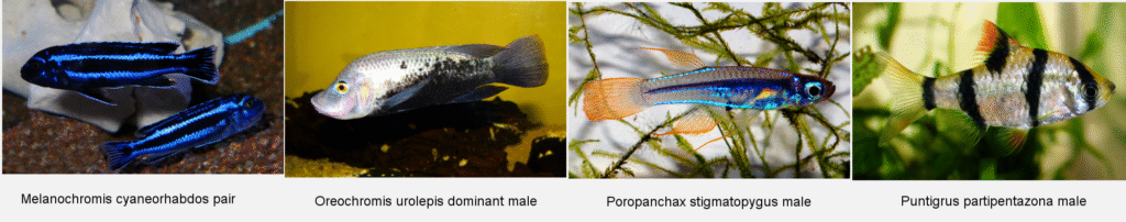 Four fishes © Paul Loiselle: Melanochromis cyaneorhabdos pair, Oreochromis urolepis dominant male, Poropanchax stigmatopygus male , and Puntigrus partipentazona male