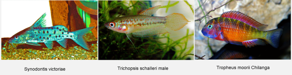 Three images of fishes © Paul Loiselle: Synodontis victoriae, Trichopsis schalleri male, and Tropheus moorii Chilanga