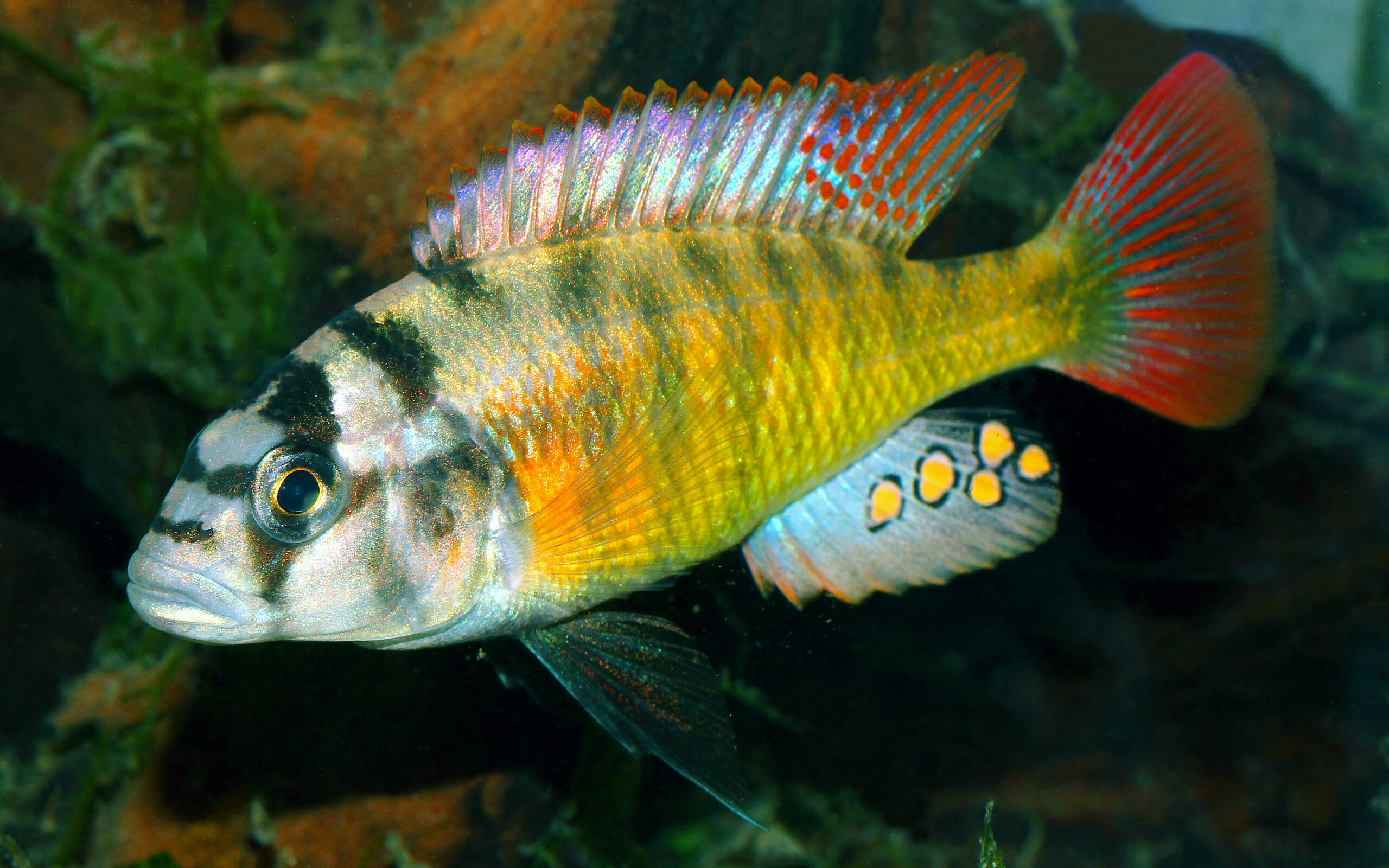 A deep-bodied fish with a dorsal fin becoming taller toward the tail, and a large anal fin also becoming taller toward the tail; the anal fin has five dark-edged yellow spots toward the trailing edge. The body is vertictically barred in dark grey on gold, shading to black on white on the head. Tje dorsal fin is edged in red spots, which extend down the length of the rays toward the tail. The tail is red.