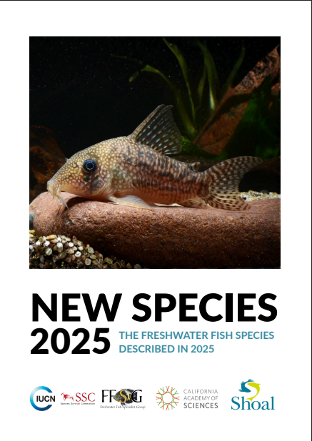 Front cover of report shows Ancestor Cory Hoplisoma noxium. This is a deep-bodied catfish with a sloping head profile, and flattened ventral surface, giving the fish a triangular lateral profile. It has barbels around the ventral suckermouth, strong pectoral fins, a large dorsal fin with two dorsal spines and 7 soft rays. The head is brown with dense beige spots, while the flanks are pinkish beige with dense dark spots. The fins are dark with pale spots and the tail is pale with dark spots. The fish is resting on a smooth rock with dark water and vegetation behind it. Image © Hans Evers