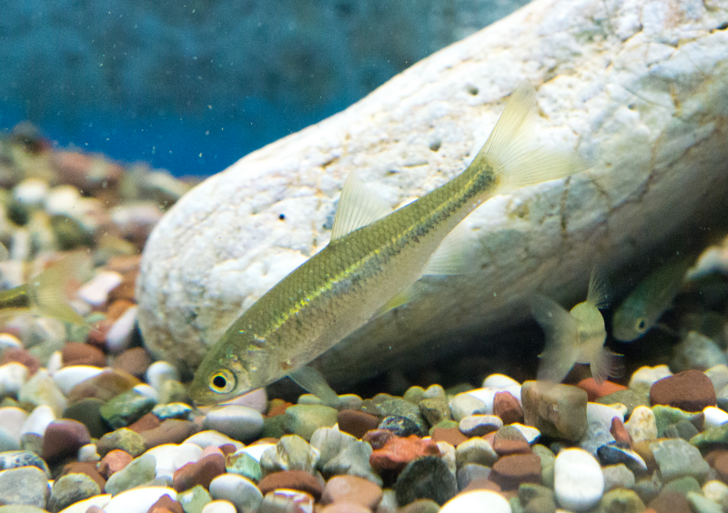 Small fish on a gravel substrate with a large white pebble behind it. The fish is elongated and laterally compressed, with relatively large eyes. The dorsal surface is brownish green, shading to a pale lateral line with a darker, bluish grey stripe below, and a silver underside. The dorsal fin is set quite far back.