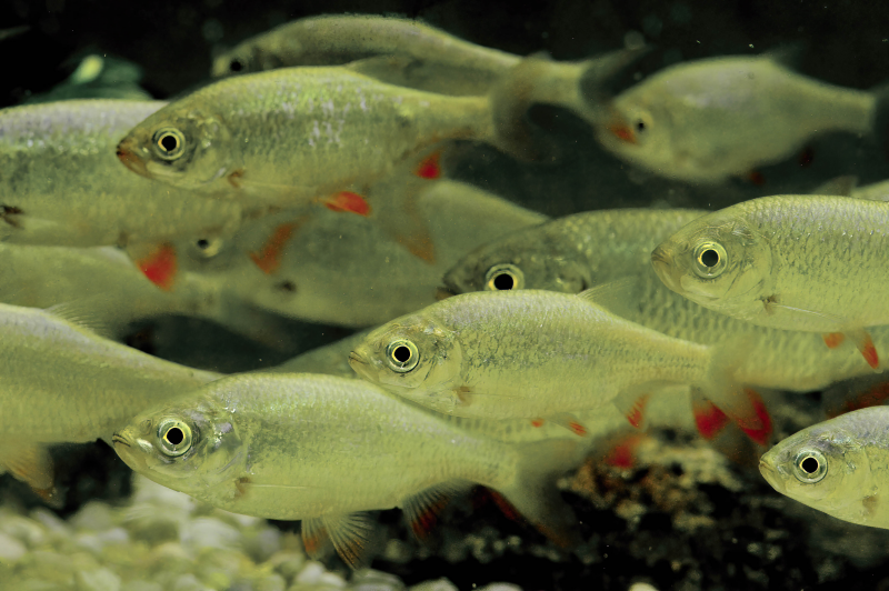 A shoal of fish with laterally compressed, elongated but deep bodies, golden grey in colour with a paler belly, and orange-red pectoral and anal fins, with the dorsal fin set quite far back on the body, and a forked caudal fin. The eye is large, dark and prominent. © Peter Lengyel
