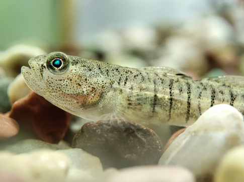 Small, pale fish amongst small stones. It has an elongated body, with tiny back spots and vertical stripes down its body. There is a folded down dorsal fin, a gap, and behind that, a second dorsal fin. The pectoral fin is large with wide rays. The eye is prominent, raised and frog-like, and the lower jaw protrudes. Copyright Yannis Kapakos, Hellenic Centre for Marine Conservation; Institute of Inland Waters.